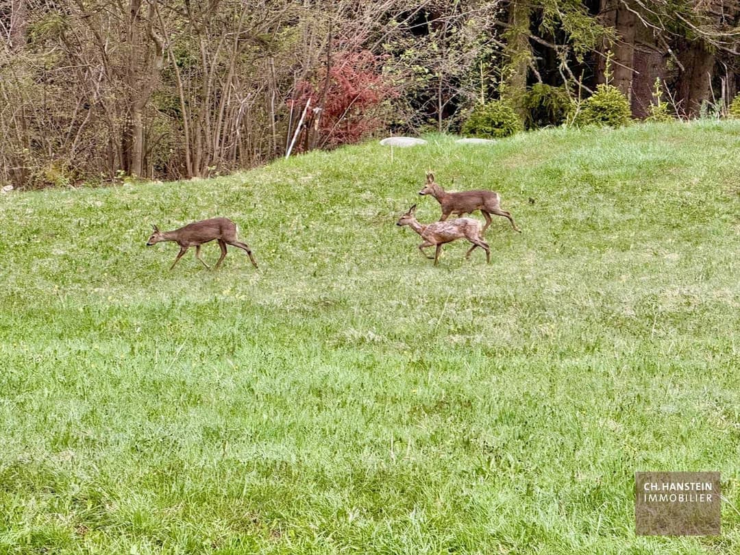 1848 – Terrain – 1456245CHF – 1809 m²