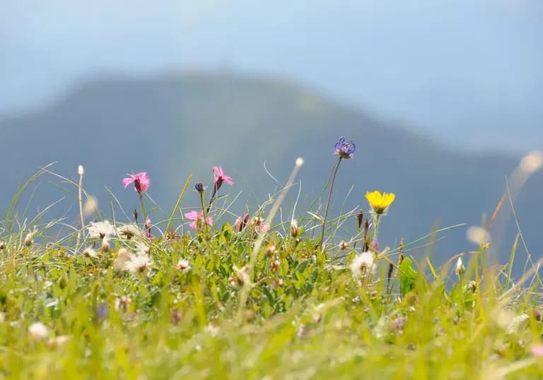 2207 – Terrain – 300CHF – 960 m²